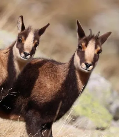 Kermarsous Ferienhaus *