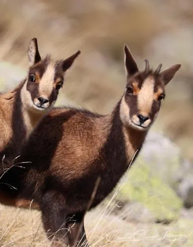 Kermarsous בית נופש *